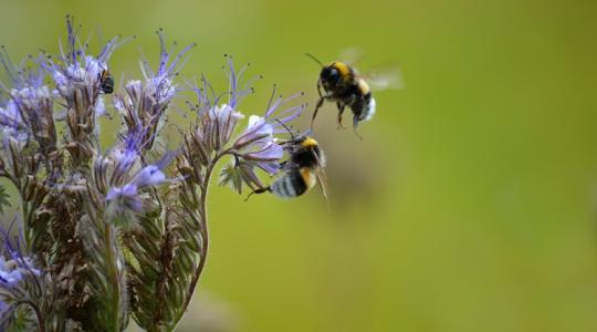 Egy növény, amit a méhek imádnak Egy növény, amit a méhek imádnak