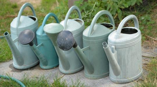 Meglepő, mennyi víz kell valójában a növényeknek