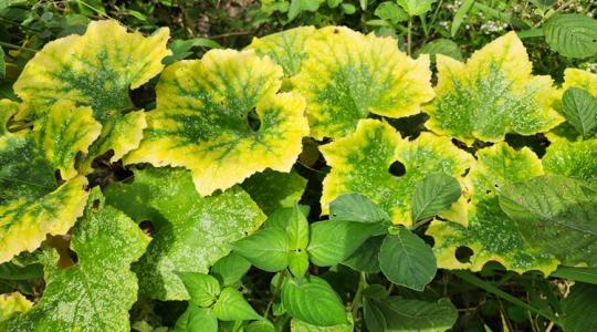 Ezért sárgulhatnak a levelek tavasszal Ezért sárgulhatnak a levelek tavasszal