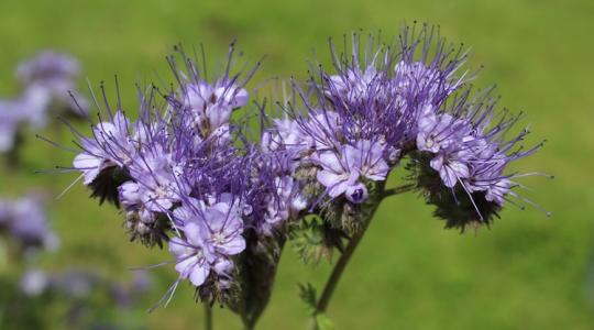 Egy növény, amit a kertészek titokban használnak