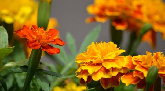 Ha most ülteted el, egész nyáron virágzik