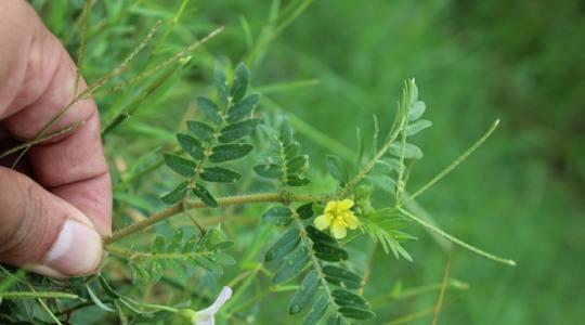 Meglepő, milyen gyorsan terjednek a gyomok