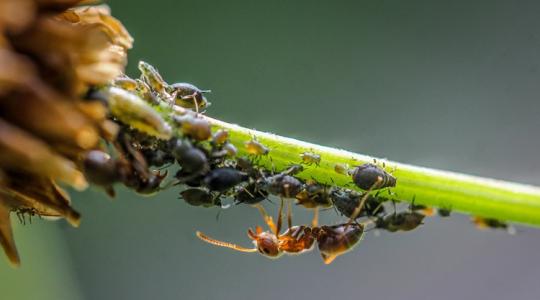 Ezért jelennek meg a hangyák a kertben Ezért jelennek meg a hangyák a kertben