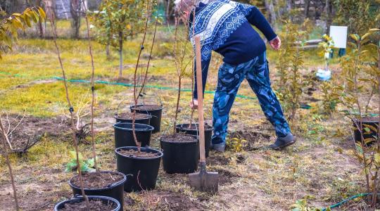 Gyümölcsfa ültetés tavasszal: mire kell figyelni?