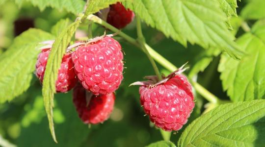 Málna és ribizli ültetés: mikor érdemes elvégezni?