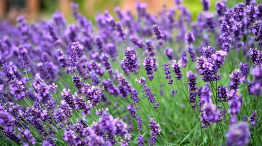 Levendulaültetés: milyen talajt szeret a növény?