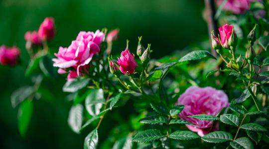 Rózsa ültetés tavasszal: mire figyelj?