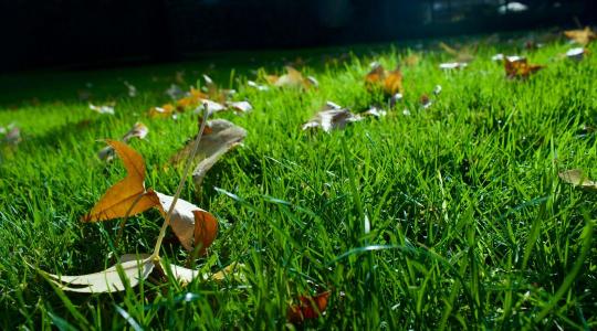 Gyepszellőztetés: miért fontos tavasszal? Gyepszellőztetés: miért fontos tavasszal?