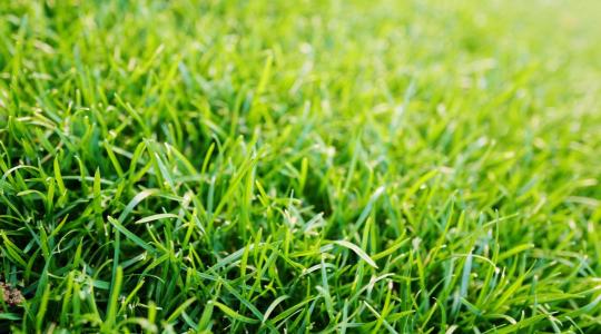 Gyeptrágyázás tavasszal: mikor és milyen tápanyaggal?