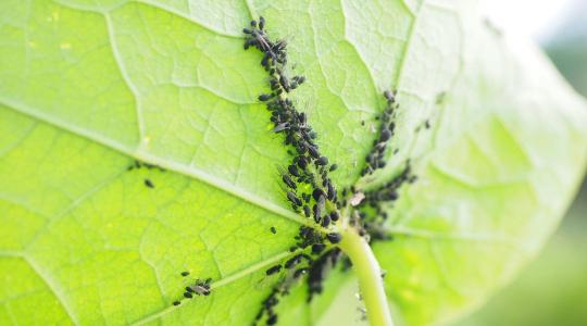 Levéltetvek ellen: természetes védekezési módszerek