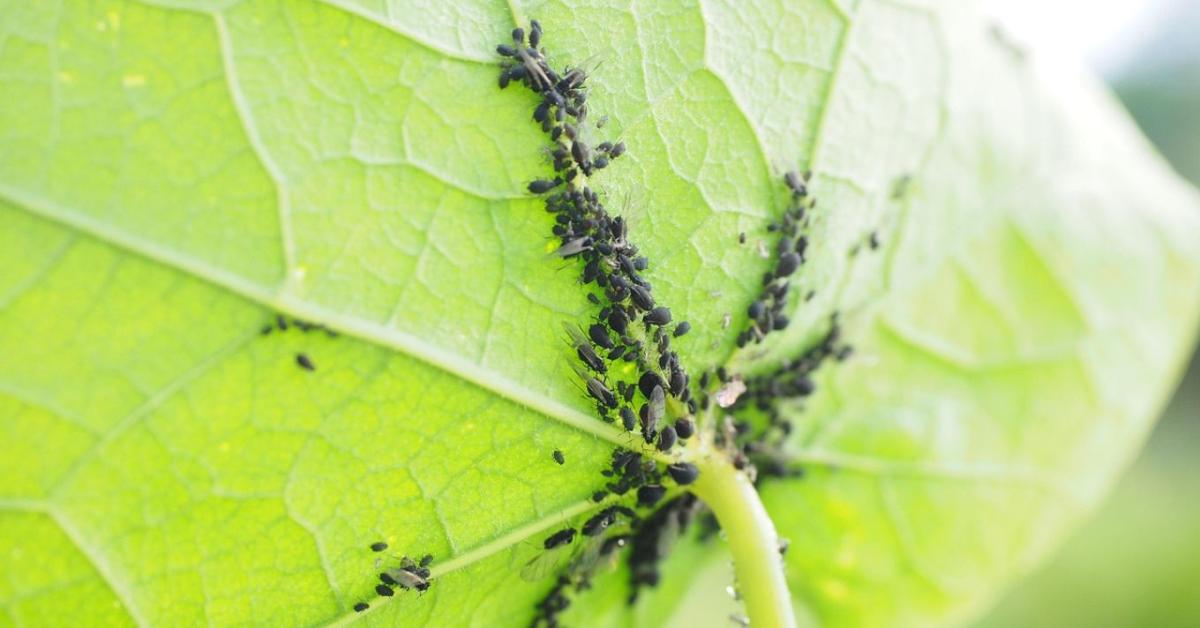 Levéltetvek ellen: természetes védekezési módszerek