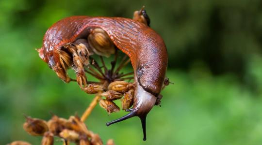 Csigák ellen: hogyan védekezz a kertben? Csigák ellen: hogyan védekezz a kertben?