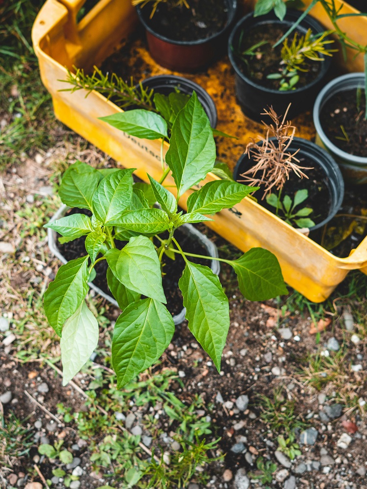 paprika palántázása