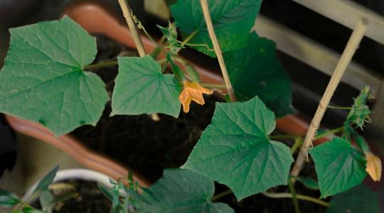 Uborka vetése: mikor érdemes elvetni a magokat? Uborka vetése: mikor érdemes elvetni a magokat?