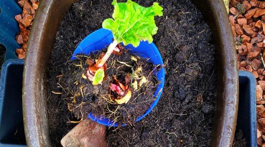 Komposztérlelés: mennyi idő alatt készül el?