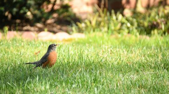 Madárbarát kert: hogyan alakíts ki élőhelyet?