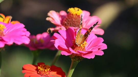 Rovarbarát kert: milyen növényeket érdemes ültetni? Rovarbarát kert: milyen növényeket érdemes ültetni?