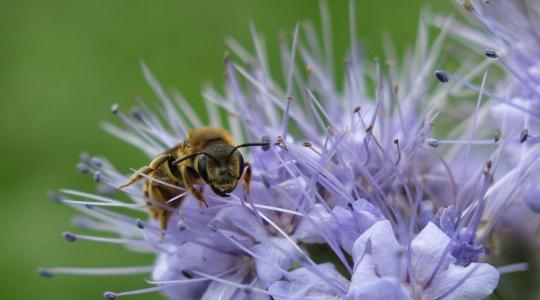Méhbarát kert: mely növények vonzzák a beporzókat? Méhbarát kert: mely növények vonzzák a beporzókat?