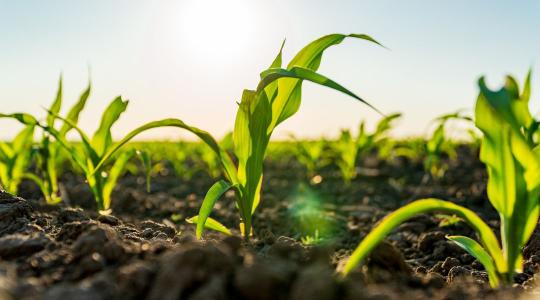 Őrizze meg a hozamot a kukorica korai gyomirtásával! 