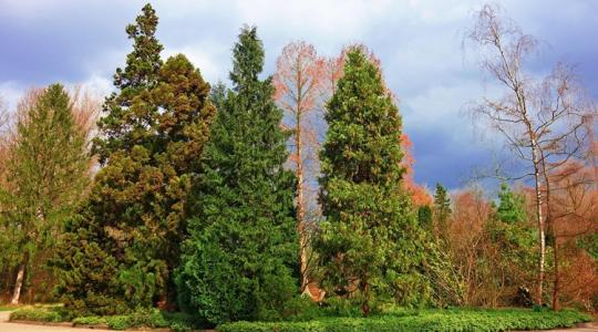 A szél „szárító” hatása februárban – és mit okoz az örökzöldekben
