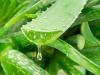 Aloe vera új szerepben: ígéretes vegyület az Alzheimer-kór ellen