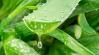 Aloe vera új szerepben: ígéretes vegyület az Alzheimer-kór ellen