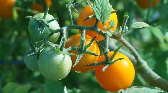 Elegendő napi 50 gramm: Itt a paradicsom, ami gyógyszer helyett is jó lehet