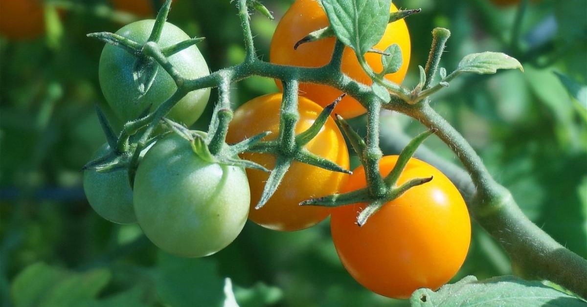 Elegendő napi 50 gramm: Itt a paradicsom, ami gyógyszer helyett is jó lehet