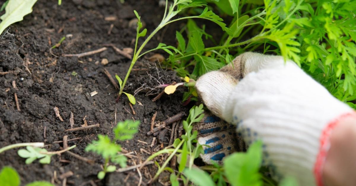 Zseniális módszer: így irthatod ki a legmakacsabb gyomokat, vegyszer nélkül!