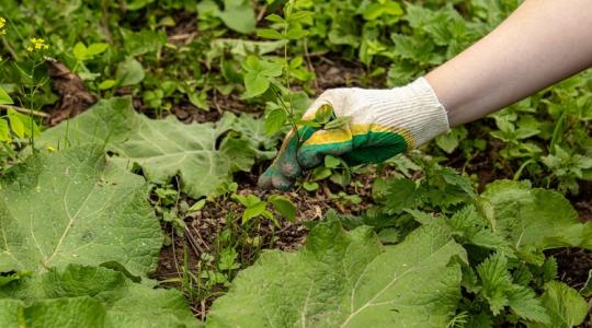 Óvatosan ezzel a gyommal! A te kertedben is ott van és fura dolgokra képes!