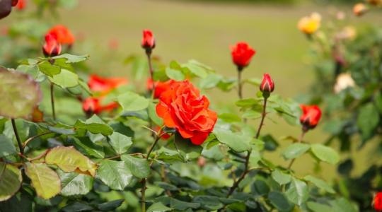 Gyönyörű rózsák? Ezt kell most tenned értük!