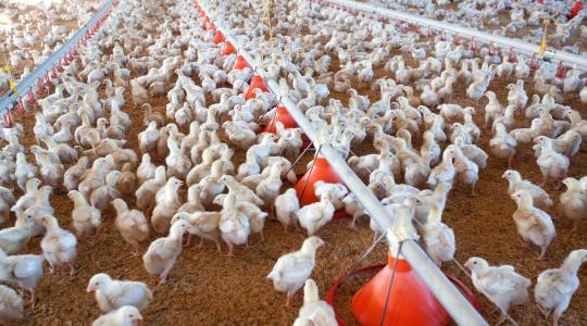 Megafarm épül a szomszédban: Évi 60 millió ukrán csirke áraszthatja el a hűtőpultokat
