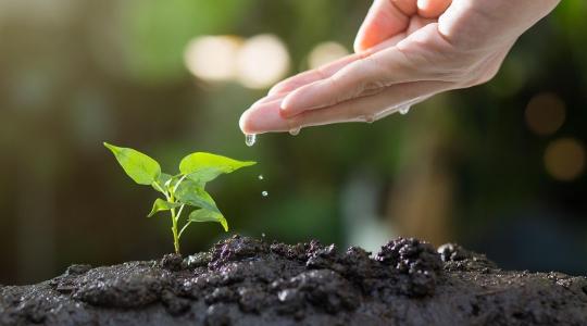 Amikor a talaj megszólal – hallhatóvá válik a föld alatti élet