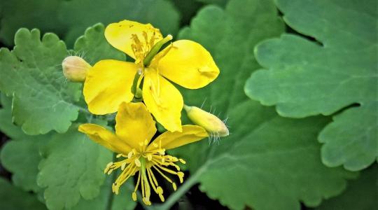 Aranyat érő orvosság vagy halálos méreg? Mi az igazság a vérehulló fecskefűről