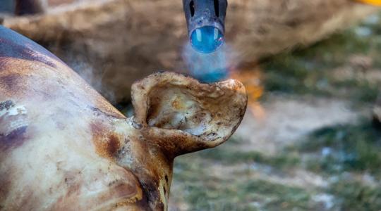 Ritka felvételek: így dolgozzák fel a húst egy igazi disznóvágáson +VIDEÓ Ritka felvételek: így dolgozzák fel a húst egy igazi disznóvágáson +VIDEÓ