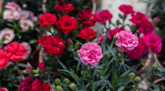 Felfalta az import a nőnap régi jelképét Felfalta az import a nőnap régi jelképét