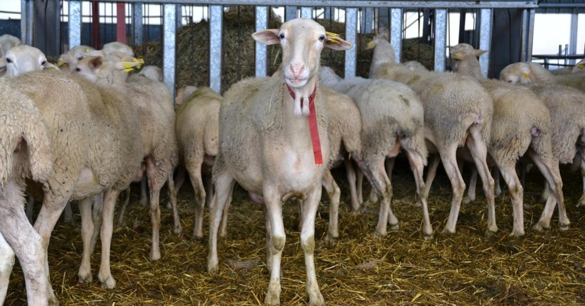 Van, ahol már csak mutatóba maradt birka Van, ahol már csak mutatóba maradt birka