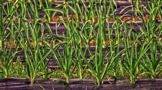 19 fokos tavasz jön, de nem lesz teljes a nyugalom a hét elején