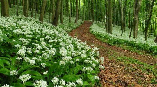 Orfűtől a Bakonyig: Itt vannak az ország legjobb medvehagyma-lelőhelyei 2026-ban