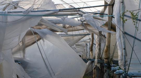 Ha nincs kőolaj, nincs fólia: gondban a paradicsomtermelés