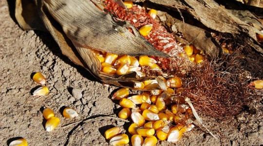 Biztonságosabb kukoricatermesztés erős genetikai alappal