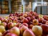 Kritikus hetek jönnek az almapiacon