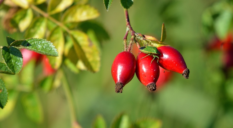 A gyűjtés már a múlté, a csipkebogyó is termesztett kultúra lett