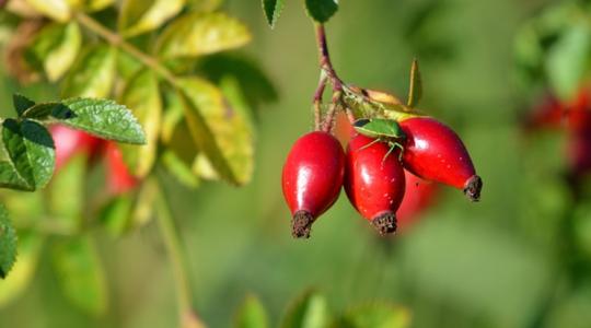Csipkebogyó-birodalom Leányváron: "Nem a támogatásért termelünk"