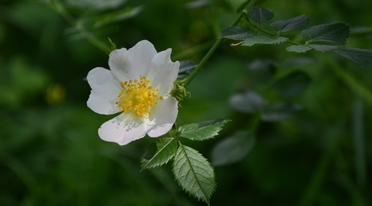 A gyűjtés már a múlté, a csipkebogyó is termesztett kultúra lett