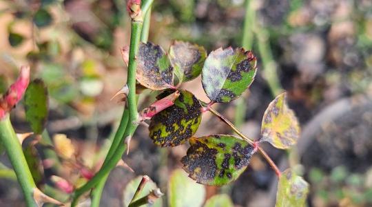 Júliusra kopaszra sülhetnek a rózsabokrok? Most dől el a csillagrozsda sorsa