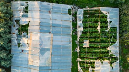 Megállt az export, csúszik a szezon: brutális károk a mediterrán térségben Megállt az export, csúszik a szezon: brutális károk a mediterrán térségben
