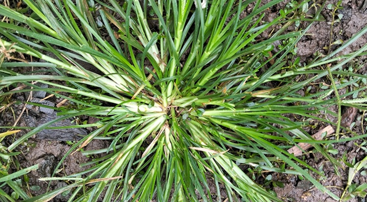 Különösen egyszikű kapáskultúrákban veszélyes a mandulapalka