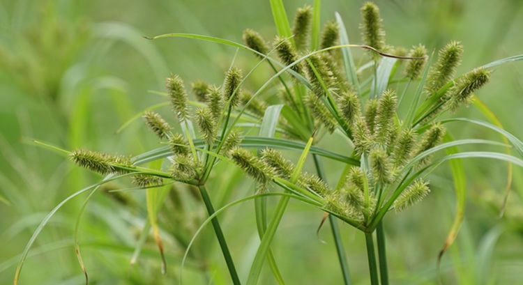 Különösen egyszikű kapáskultúrákban veszélyes a mandulapalka