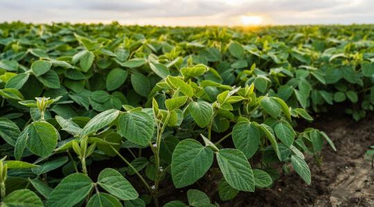 Prémium felár a láthatáron: Így termeljen élelmiszeripari szóját 2026-ban